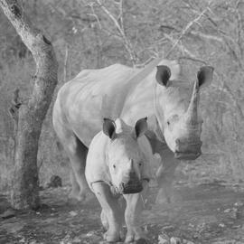 The Living Boulders of  a Faraway Time